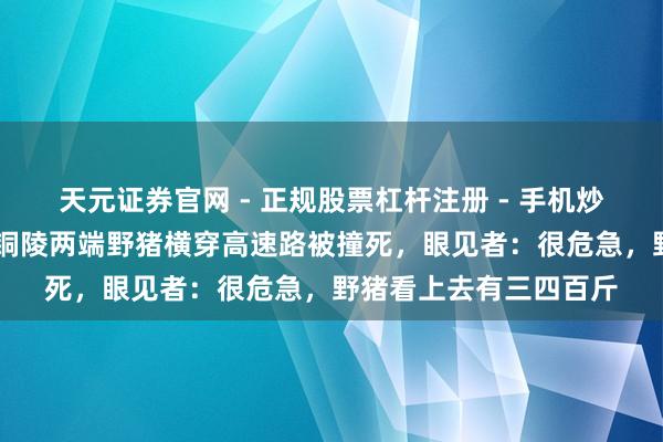 天元证券官网 - 正规股票杠杆注册 - 手机炒股如何配资开户 安徽铜陵两端野猪横穿高速路被撞死，眼见者：很危急，野猪看上去有三四百斤